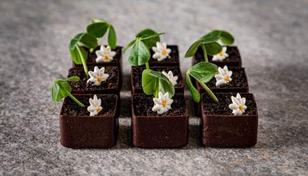 Lieux de réception en Alsace - Cake au chocolat  - Effervescence